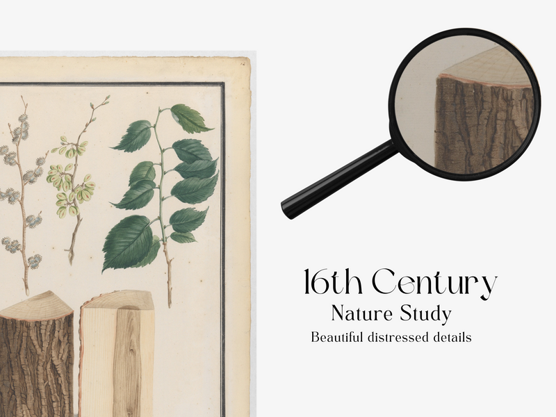 Antique 16th Century Nature Study Gallery Wall Art | Digital Download