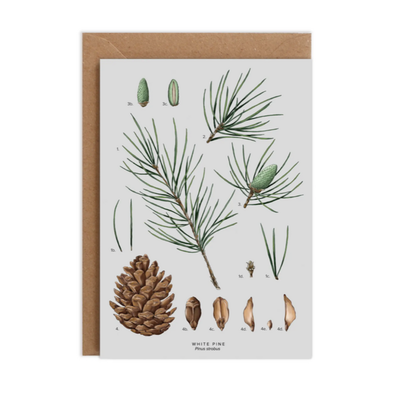 White Pine - Christmas Card
