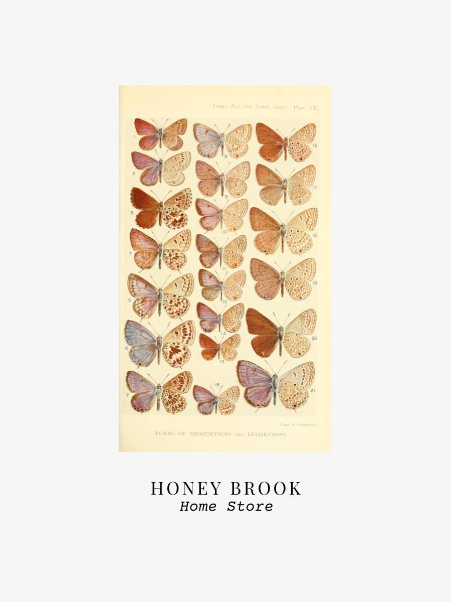 Vintage Neutral Butterfly Nature Study Wall Art | Digital Download