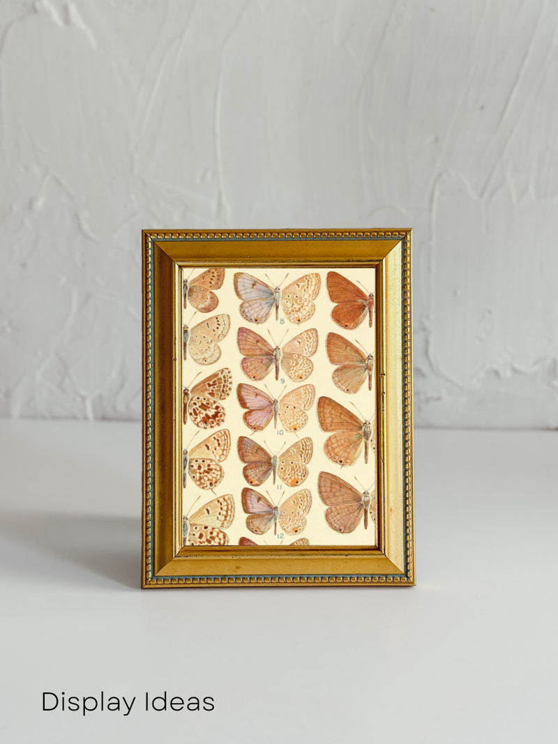 Vintage Neutral Butterfly Nature Study Wall Art | Digital Download