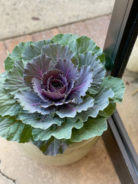 Pumpkin Package ADD ON: 9''  Premium Locally Grown Ornamental Cabbage